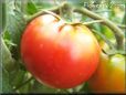 red tomato