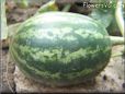 small watermelon