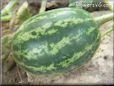 small watermelon