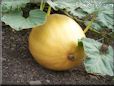 medium yellow pumpkin