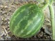 small watermelon