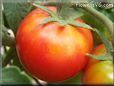red tomato