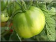 green tomato