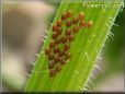 weevil eggs