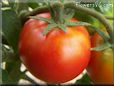 red tomato