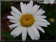 white shasta daisy flower