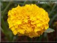 yellow marigold flower