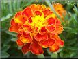 marigold flower