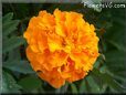 marigold orange flower