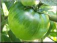 big green tomato