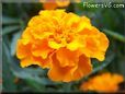 marigold orange flower