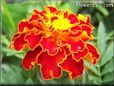 red marigold flower