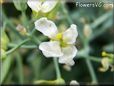 cauliflower florets flower blossom pictures