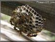 wasp nest