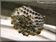 wasp nest