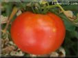 red tomato