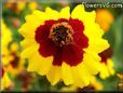 coreopsis daisy flower