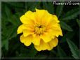 marigold flower