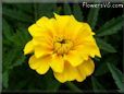 marigold flower