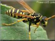 black yellow wasp