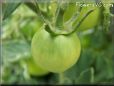 green tomato