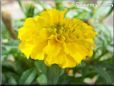 marigold flower