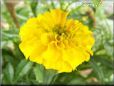 marigold flower