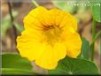 yellow nasturtium flower