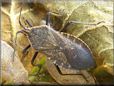 flying winged weevil pictures