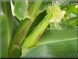 corn husk