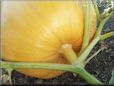 medium yellow pumpkin