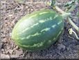 small watermelon