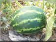 small watermelon