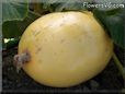 medium oval yellow pumpkin