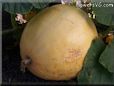 large yellow pumpkin