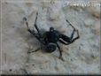 black jumping spider