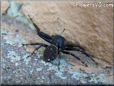 black jumping spider