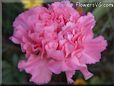 pink carnation flower