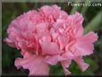 pink carnation flower