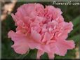 pink carnation flower