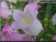 bellflower flower