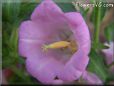 pink bellflower flower