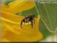 small red back jumping spider on yellow flower petal