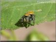 small red back jumping spider