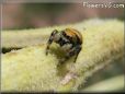 small red back jumping spider