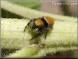 small red back jumping spider