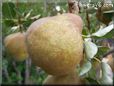 pear fruit