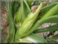 corn husk