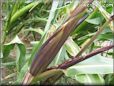 purple corn husk