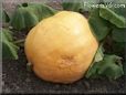 large yellow pumpkin